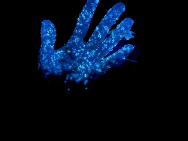 夜は幻想的なウミホタル、翌朝は
