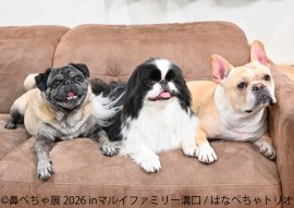 展示作品：はなぺちゃトリオ