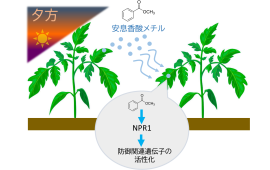 図1．本研究の概要　MBは夕方から夜にかけて植物から多く放出され、この香りを受け取った植物では防御遺伝子が活性化される。また、その応答は植物免疫の中心制御因子であるNPR1を必要とする一方、従来知られているMeSAとは異なる特徴を示す。
