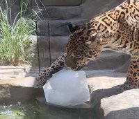 夏限定！特製氷でひんやりクールダウン
動物たちに氷のプレゼント