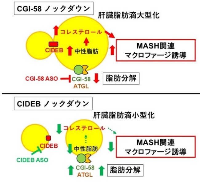 ２つの脂肪滴タンパクが脂肪肝炎を制御する～新たな治療戦略として注目される肝脂肪滴コレステロールと脂肪滴分解経路～