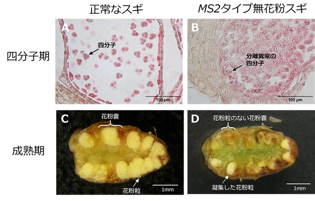 無花粉スギ（MS2タイプ）の候補遺伝子を同定-花粉を作らない原因の解明に前進-〔森林研究・整備機構森林総合研究所, 新潟大学,東京大学, 基礎生物学研究所, 新潟県森林研究所, 岡山大学〕