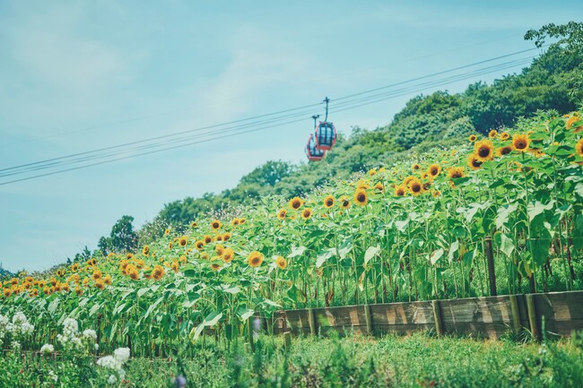“夏の名物風景”神戸布引ハーブ園の「ひまわり畑」が間もなく見ごろに。昼は“元気いっぱい”の花畑、夕方は一面黄金色に輝く幻想的な風景がきっと忘れない夏を演出します。