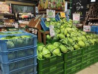 「幻のキャベツ」嬬恋キャベツ419が主役です！今年の夏は、キャベツだらけ　群馬県渋川市 上州・村の駅「キャベツパニック」開催！