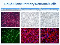 Cloud-Clone、全系統多種初代神経細胞ラインナップのグローバルローンチを予定