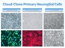 図 2 Cloud-Clone 初代神経グリア細胞 図 2 Cloud-Clone 初代神経グリア細胞
