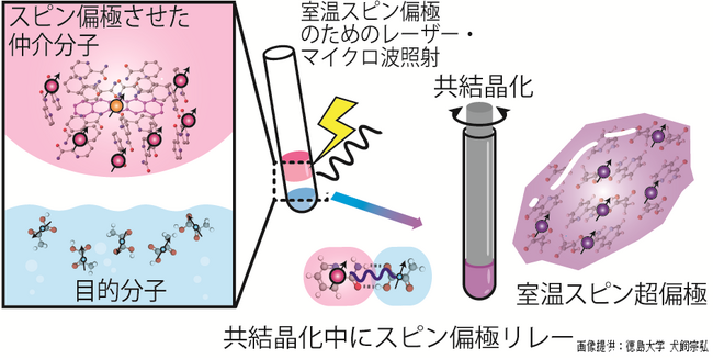 【徳島大学】室温・光駆動で生み出したスピンの偏りをがん代謝MRI診断薬分子「ピルビン酸」へリレーすることに成功～分子が数秒で組み上がる現象を利用し、次世代高感度MRI の実現へ前進～