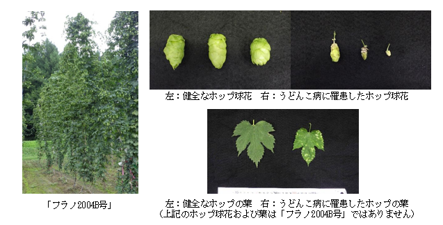気候変動適応に向けて、うどんこ病への抵抗性をもつホップ「フラノ2004B号」を開発