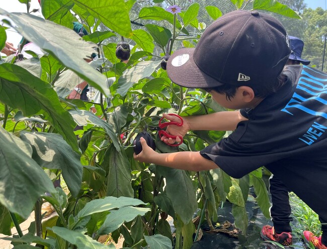＜カゴメ、ヤンマーマルシェ、タキイ種苗による【植育から始まる食育】活動の一環＞ 子どもたちが定植し、3か月かけて育てた野菜を味わう「農園の料理教室」を開催