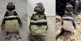 【すみだ水族館】新しい羽に生え変わる「換羽」を迎えたペンギンたちに注目!
換羽を知り、体験できる展示を7月30日より実施