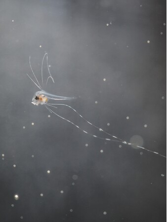 【沖縄美ら海水族館】世界初※！アカマンボウの人工授精・人工ふ化に成功～魚類の繁殖研究に新たな展開をもたらす成果～