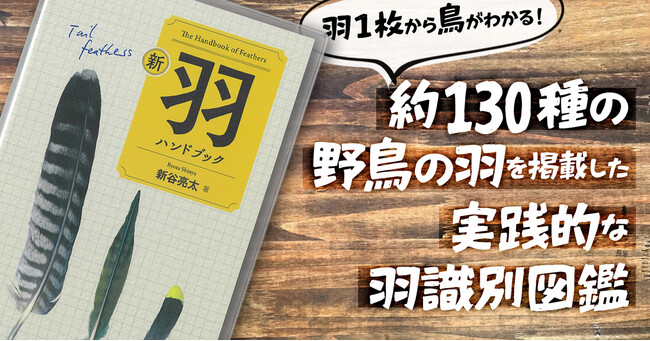 羽1枚から鳥がわかる！約130種の野鳥の羽を掲載した、実践的な羽識別図鑑『新 羽ハンドブック』。好評発売中！