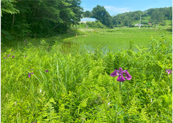 日本全国の「歴史の古い草原」分布を初めて地図化