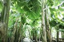 こだわりの台湾バナナ