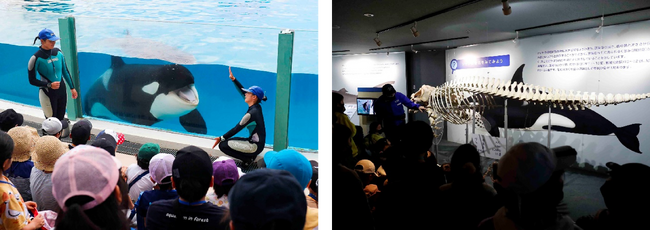 【鴨川シーワールド】子供と一緒に学ぼう！笑顔を見守り、近くで一緒に驚く夏を！！学習プログラム 第1回「親子サマースクール」参加者募集