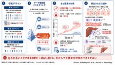 血液中のIgA高値を特徴とするメタボ由来の脂肪肝(MASLD)の高リスク病型を同定