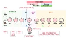 体外受精を繰り返しても卵子・胚の発育が進まない不妊女性の遺伝的背景を日本で初めて解明―不妊治療もゲノムの時代へ