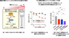 【横浜市立大学】がん細胞が酸化ストレスから身を守り生存する仕組みを発見