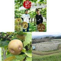 雹被害梨農家の応援につながる訳ありお礼品が「さとふる限定」で登場!