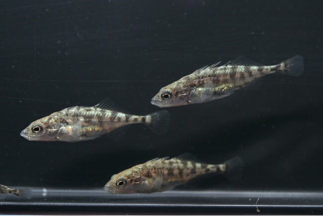 琵琶湖博物館水族トピック展示 「ハリヨの稚魚、元気に生育中です!」開催中