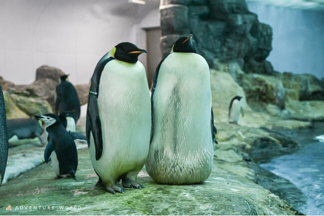 絶滅危惧種のコウテイペンギンの今シーズン初産卵を確認！ ～ 昨年、世界初（当パーク調べ）の有精卵を確認した「人工授精」プロジェクトも継続 ～