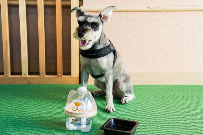 愛犬の