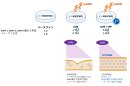 図3　紫外線照射後のヒト皮膚線維芽細胞におけるFPPの効果(ベースラインからの変化)
