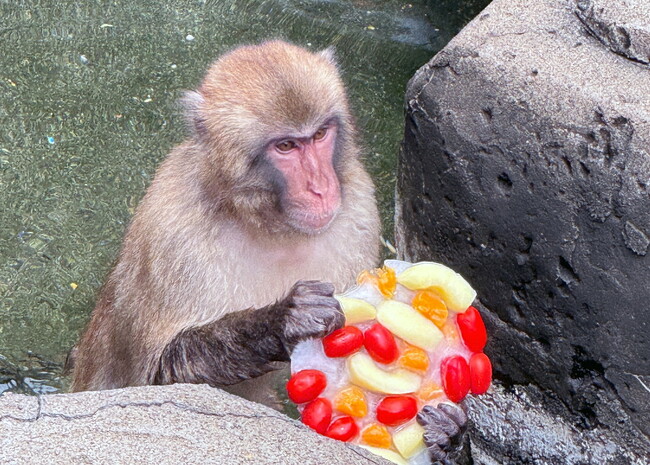 【智光山公園】夏限定！動物たちのひんやりおやつタイムは明日（8月8日）から