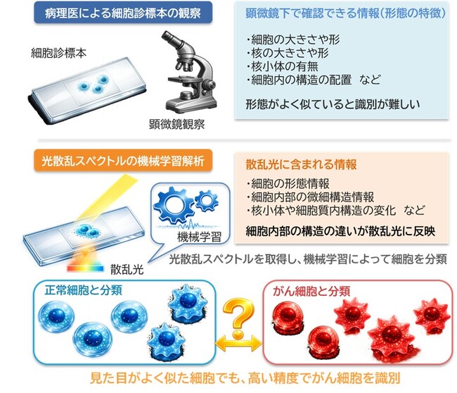 【大阪工業大学】より高精度にがん細胞を見分ける原理を発見
