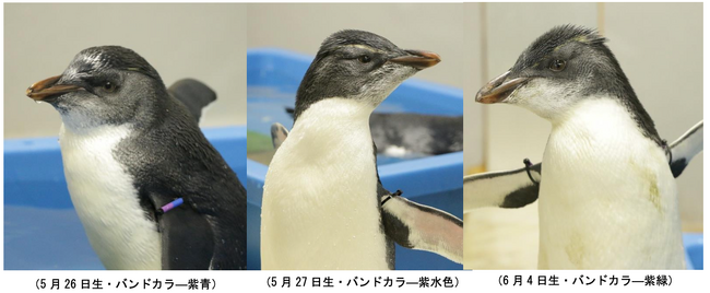 【仙台うみの杜水族館】ミナミイワトビペンギンのこどもたち、ついにお披露目！3羽同時展示デビュー!!【2026年8月20日（木）13:00～】
