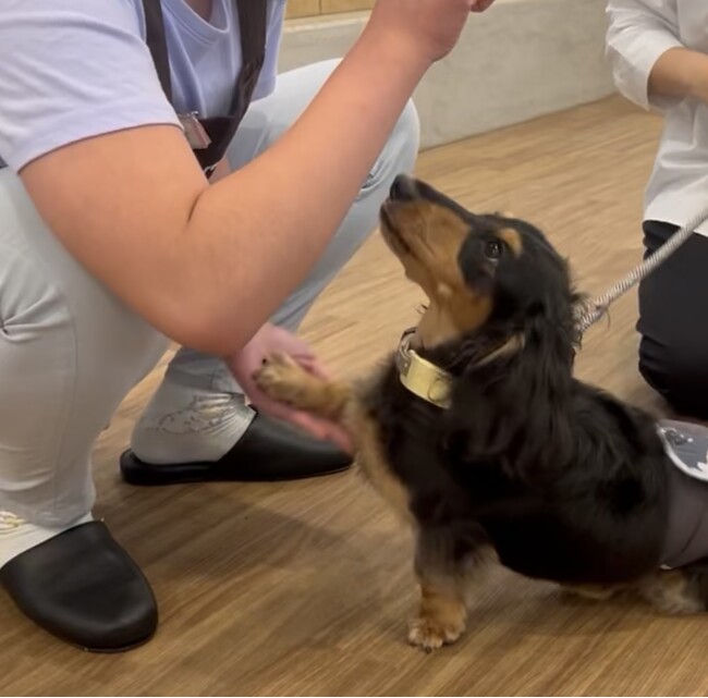 【こどもの休日の過ごし方】9/13出発 犬用アクセサリー作り&保護犬支援体験スクール
