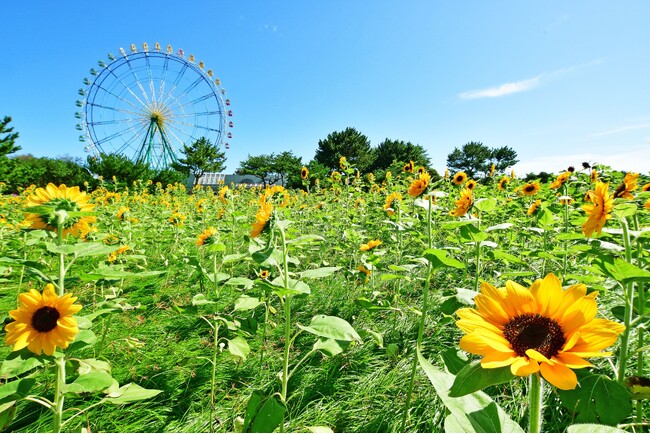 バラエティに富んだヒマワリたち、見頃を迎えました（国営ひたち海浜公園）