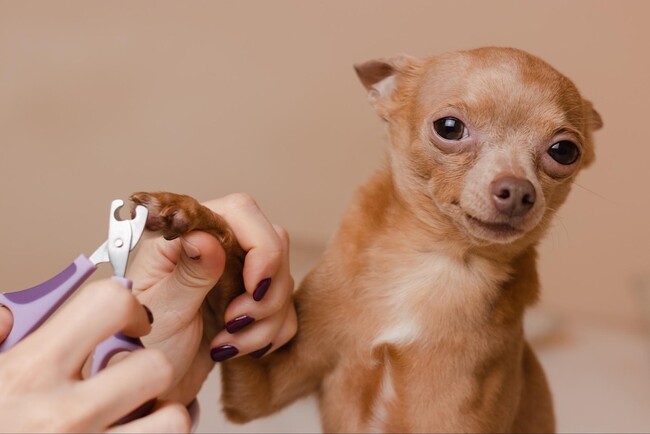 愛犬の爪切り｜頻度は「1ヶ月に1回程度」が最多で64.00％、実施場所は自宅53.51％、動物病院・サロン46.49％、爪切り時の工夫や失敗談も調査【コノコトモニ】