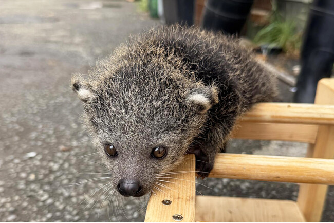 伊豆シャボテン動物公園「ビントロング」と「シロテテナガザル」の赤ちゃん誕生