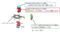 【昭和医科大学】医薬品の設計に役立つ重要な「分子間相互作用」を3次元で解明 ― より効率的で合理的な創薬につながる新たな手がかり ―