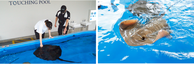 【神戸須磨シーワールド】サメとエイについて学んでみよう！飼育員と楽しく学ぶ教育プログラム「生きものスマシースクール」9月・10月に開催