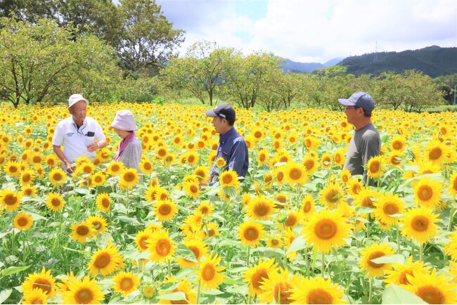 鮮やかに咲き誇る黄色の大輪花が満開!(8月18日撮影)