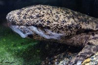 【京都水族館】今年で9年目!「9月9日はオオサンショウウオの日2026」開催
