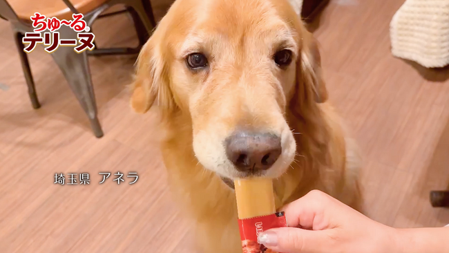いなばペットフード 幸せそうに食べる姿に注目!「ちゅ~るテリーヌ」新CM第4弾をご案内