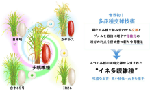 世界初、イネの4つの品種を同時に交雑する「多品種交雑技術」を確立 ～4つの品種を”いいとこどり”して、収量や機能性に優れる新品種の育成へ～