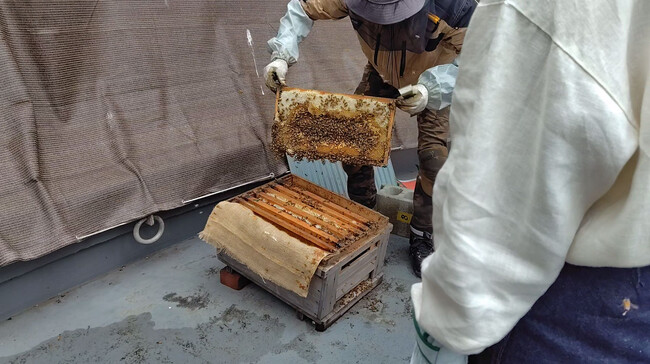 葬祭施設を地域の学びの場に　あいプラン、都市型養蜂を活用した体験学習に協力