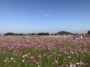 藤原宮跡 藤原宮跡