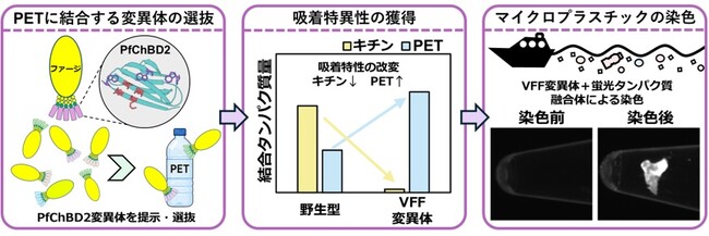 天然のキチン結合タンパク質を人工進化させ、プラスチック表面認識タンパク質を開発