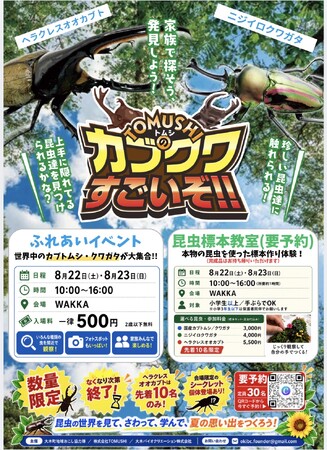 カブクワすごいぞ!!