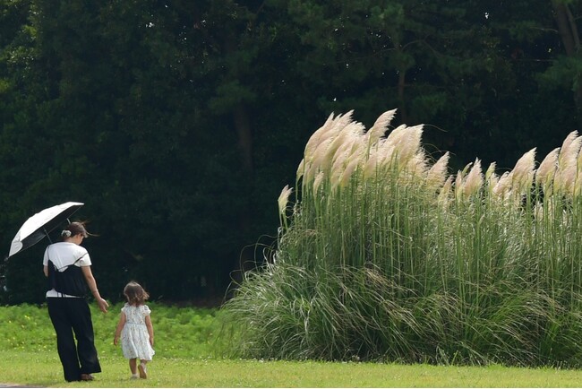 パンパスグラスの花穂が出始めました。(国営ひたち海浜公園)