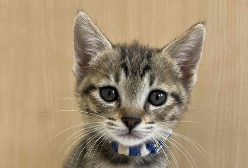 丹波篠山TNR推進プロジェクト ~人と猫が調和し、共生するやさしいまちづくり~
