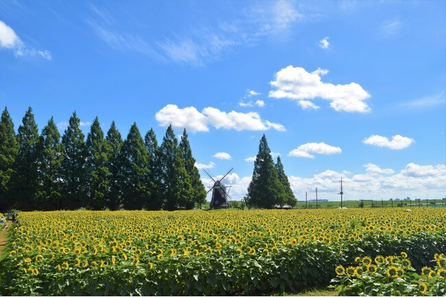 【千葉県柏市】あけぼの山公園を中心とした「地域の新しい価値」を共につくる企業を募集！サウンディング調査を実施