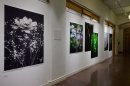 2025年夏にストックホルムで開催された共同写真展「FLOWER展」の会場の様子 2025年夏にストックホルムで開催された共同写真展「FLOWER展」の会場の様子