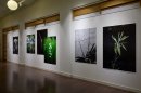 2025年夏にストックホルムで開催された共同写真展「FLOWER展」(1) 2025年夏にストックホルムで開催された共同写真展「FLOWER展」(1)