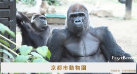 京都市動物園×大学生発チャリティーブランド「EAGER BEAVER」、8月24日より期間限定コラボ商品を販売 売上の一部を京都市動物園へ寄付 京都市動物園×大学生発チャリティーブランド「EAGER BEAVER」、8月24日より期間限定コラボ商品を販売 売上の一部を京都市動物園へ寄付